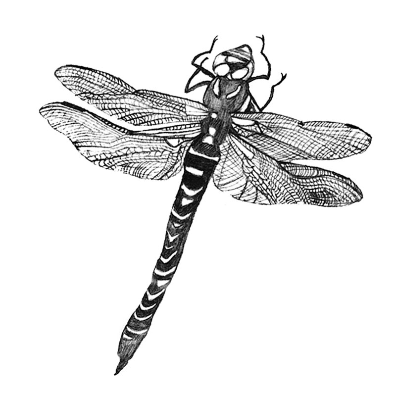 #2068a - Dragonfly - Nature